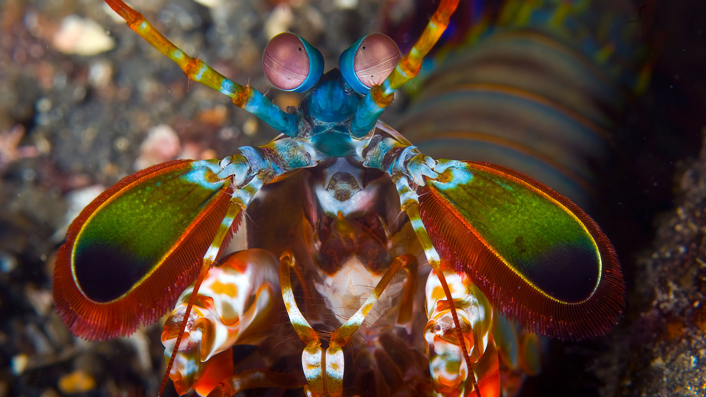 Cómo los camarones de la mantis entregan golpes castigadores sin lastimarse