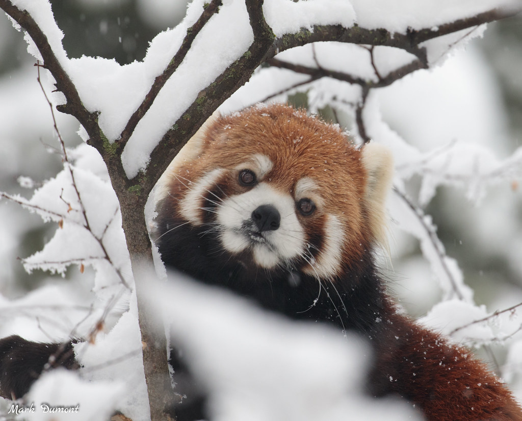 Es el último fin de semana de días de descuento de invierno en el zoológico de Cincinnati
