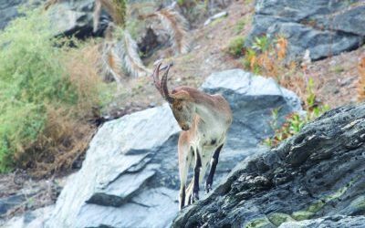 Rescate de perro y hombre – Noticias de la Gaceta Tropical Costa