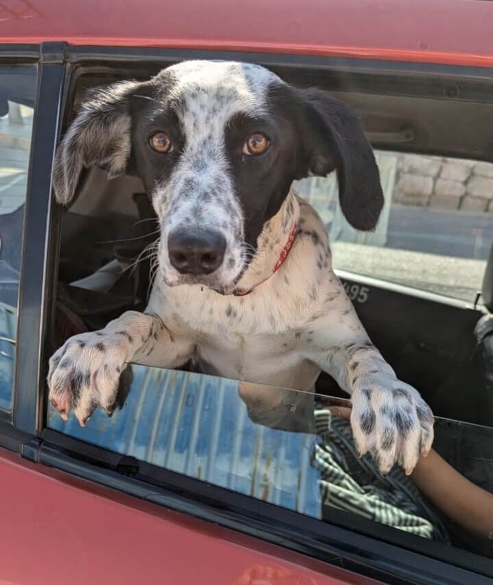 ‘Fixing’ Companion-Animal Homelessness en Lima y Arequipa