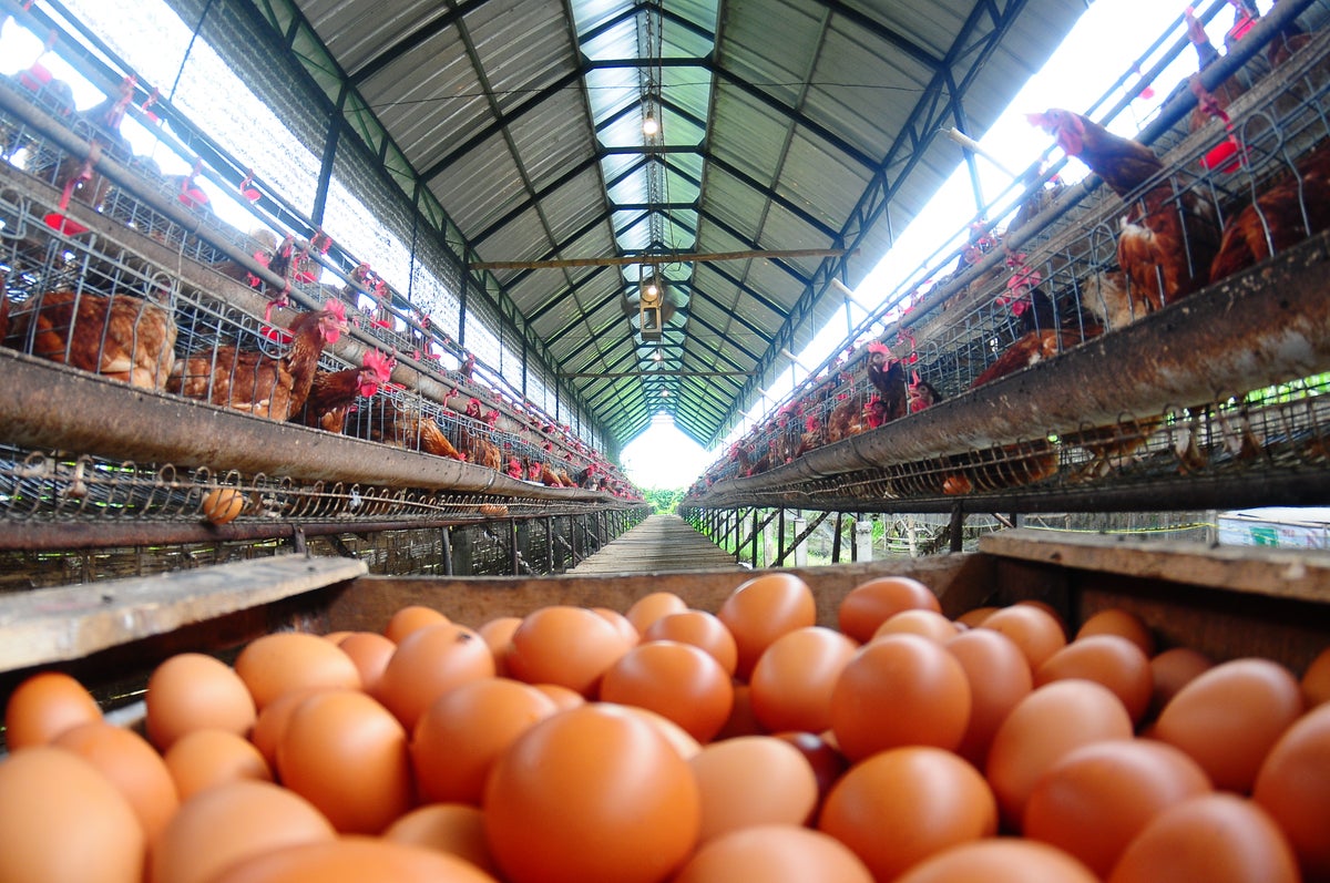 Los huevos golpeados por la crisis de la gripe aviar a medida que los agricultores pierden bandadas de virus