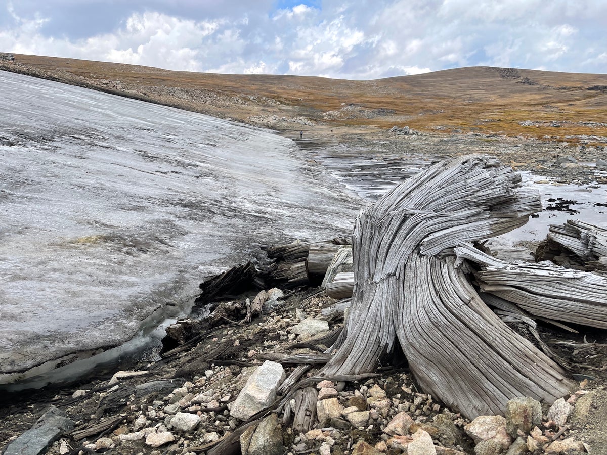 El antiguo bosque prístino ‘congelado en el tiempo’ descubierto en montañas rocosas