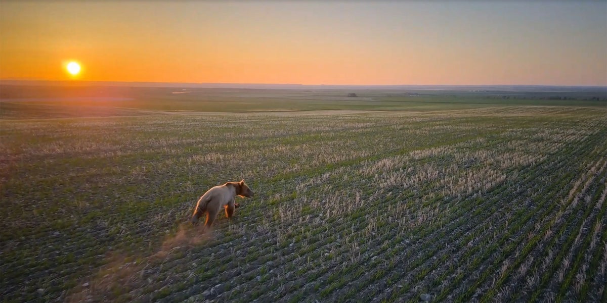 Cómo los drones pueden entrenar a los osos para mantenerse alejados de los humanos