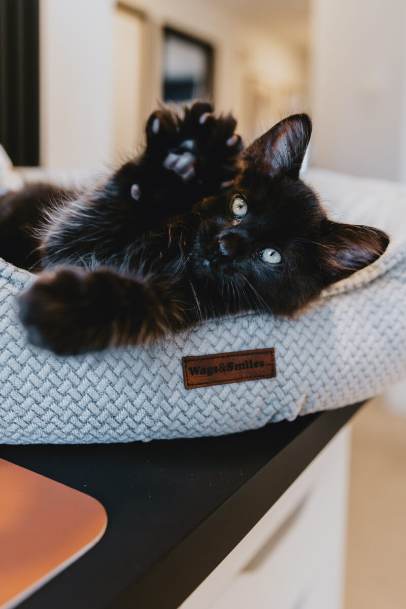 Patas de las patas: por qué las garras de los gatos son importantes