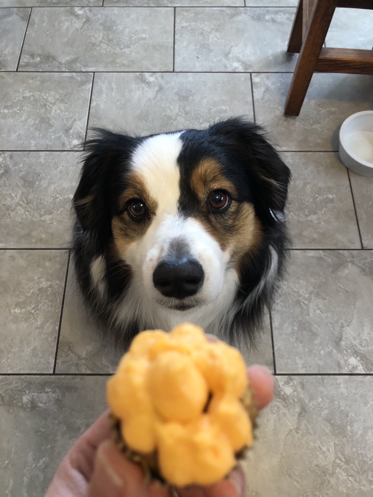 Haga Cupcake Day ™ para el Ontario SPCA El día más dulce del año con estos Pup-Tests dignos de babeo