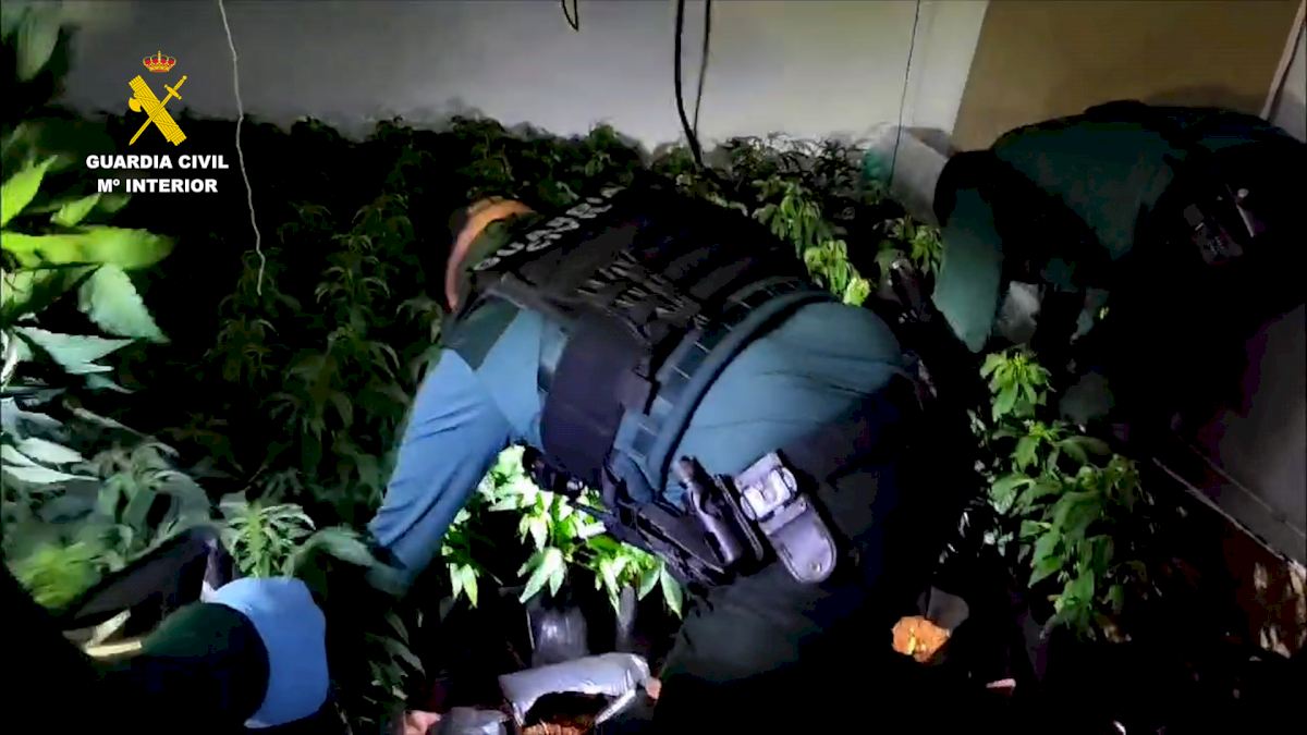Los narcotraficantes usaron docenas de hogares para granjas ilegales de marihuana que causaron apagones regulares en Valencia