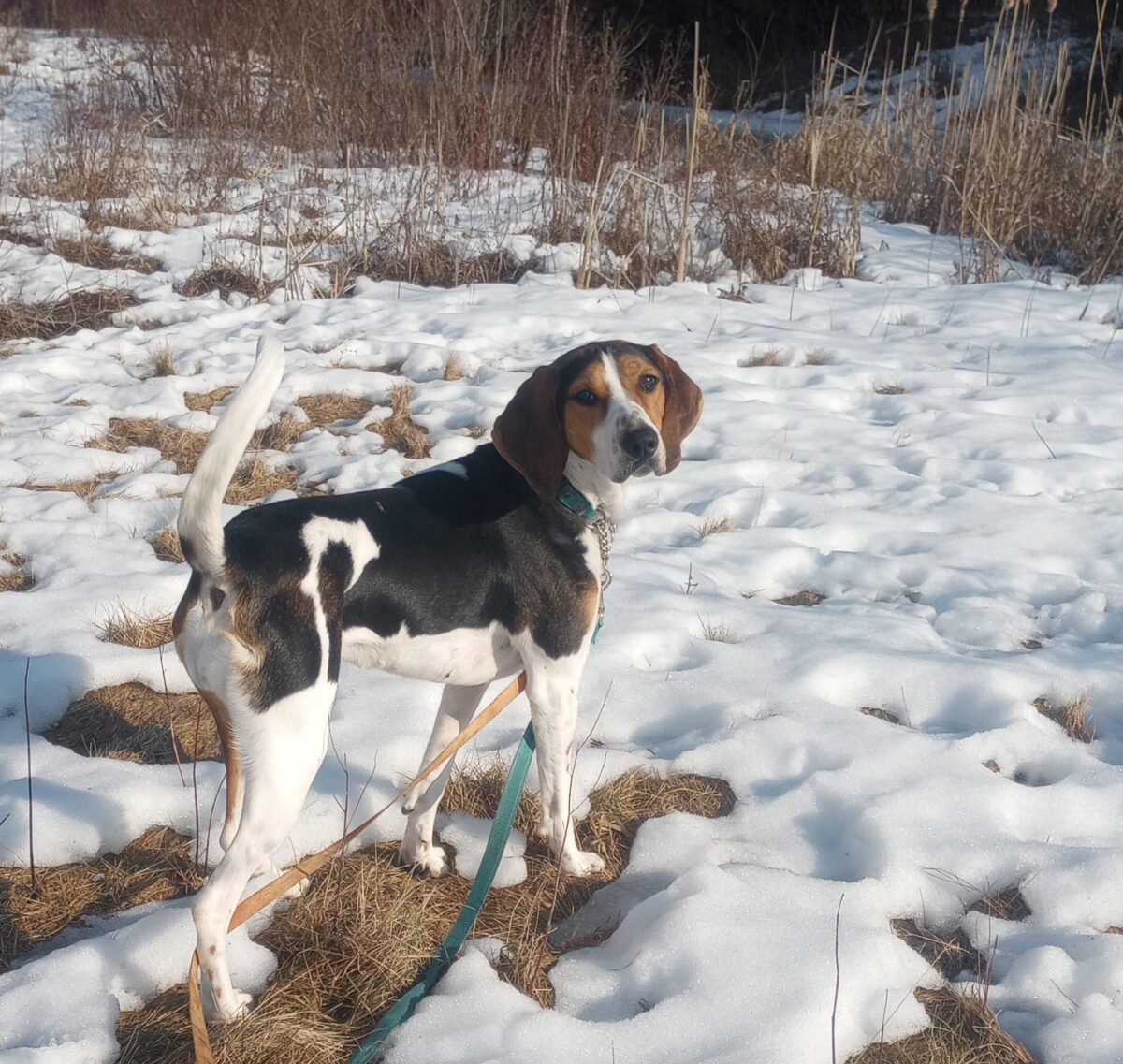 Identificación de hipotermia – Ontario SPCA y Sociedad Humana