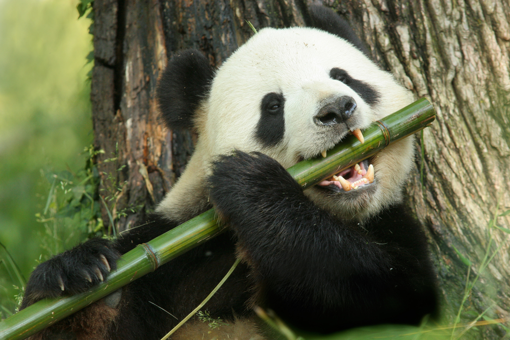 Los pandas técnicamente podrían comer carne, entonces, ¿por qué comen tanto bambú?
