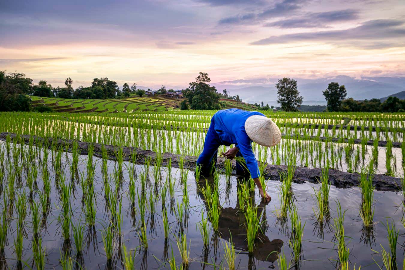 La variante de arroz corta las emisiones de metano calmante del planeta en un 70 por ciento