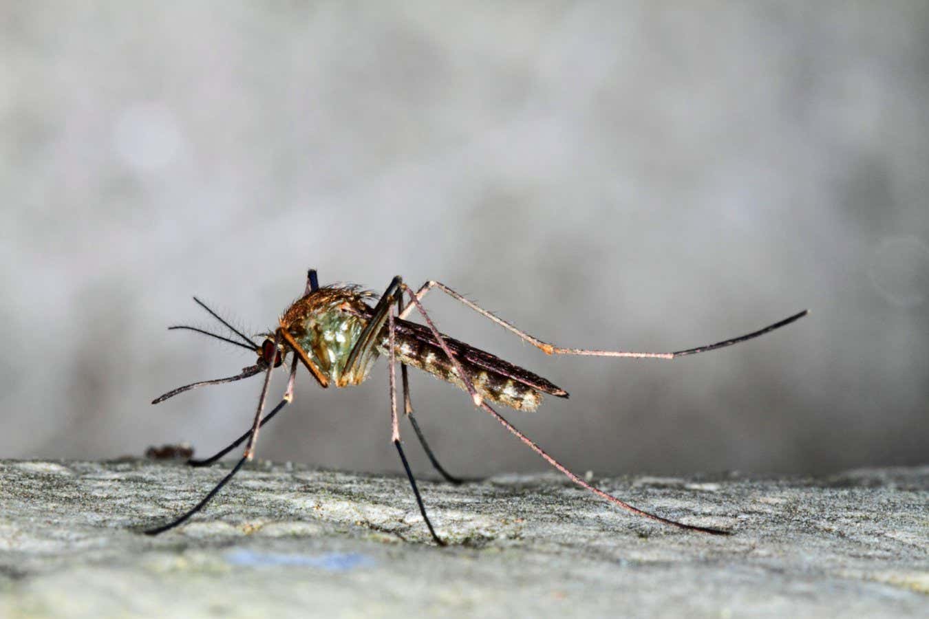 Los mosquitos mutantes metro de Londres tienen orígenes sorprendentemente antiguos
