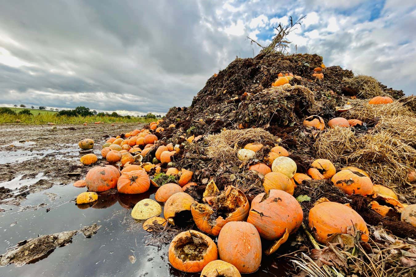 Se puede producir hidrógeno neutral en carbono a partir de desechos agrícolas