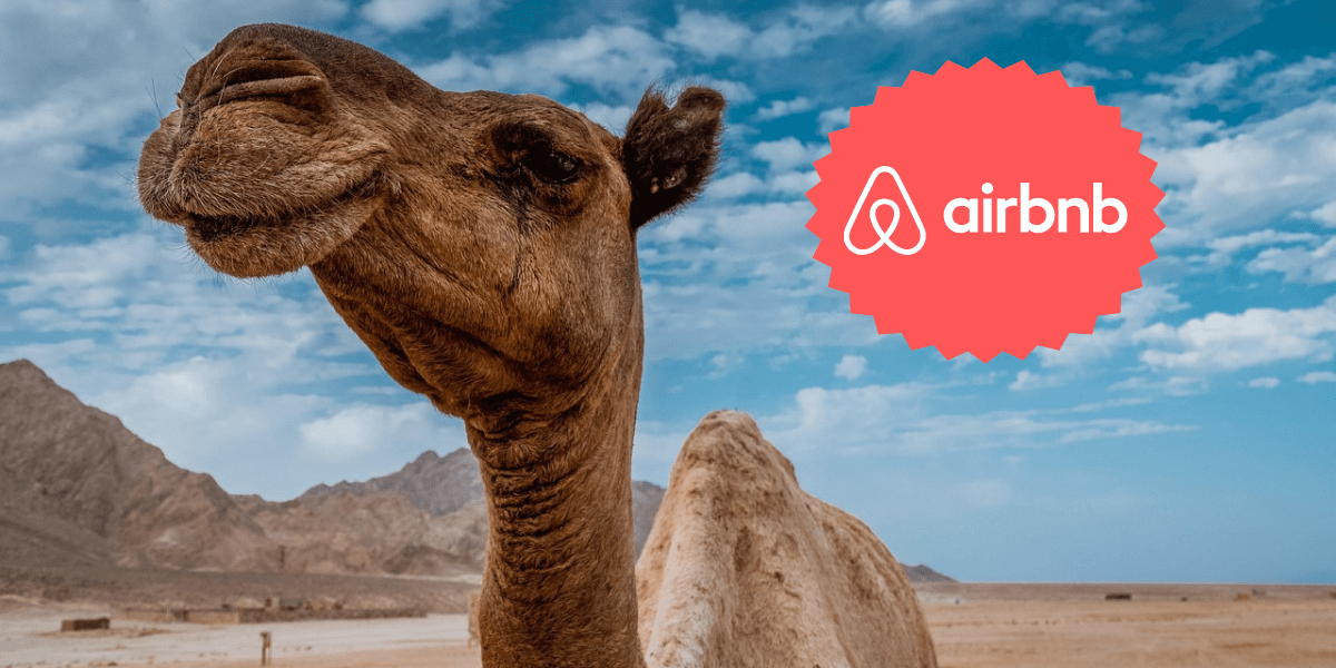 ¡Victoria! Airbnb toma medidas para caballos y camellos en Giza