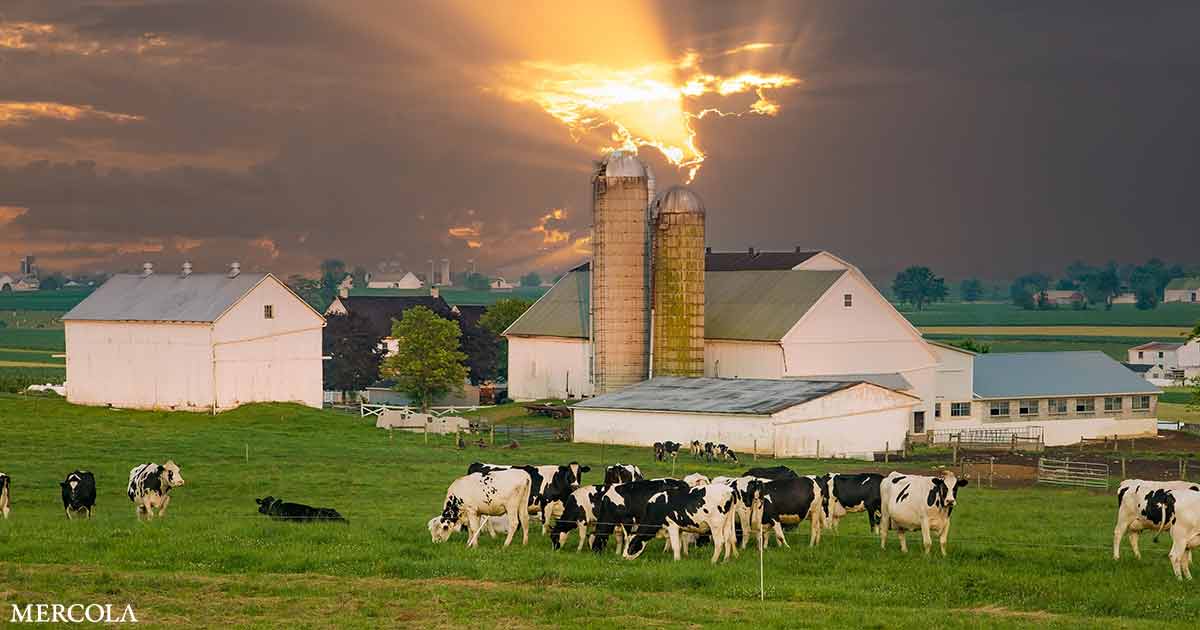 Amish Farmer obtiene una ‘gran victoria’ para la libertad de alimentos