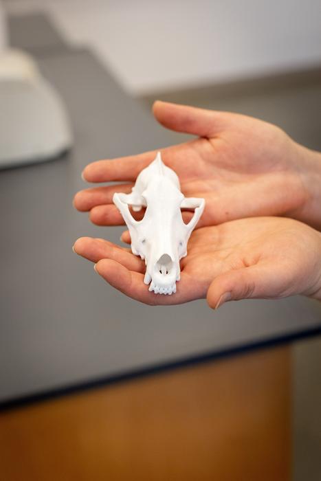 Resulta que no logramos criar calaveras de perros para tareas especializadas de mordeduras y olores