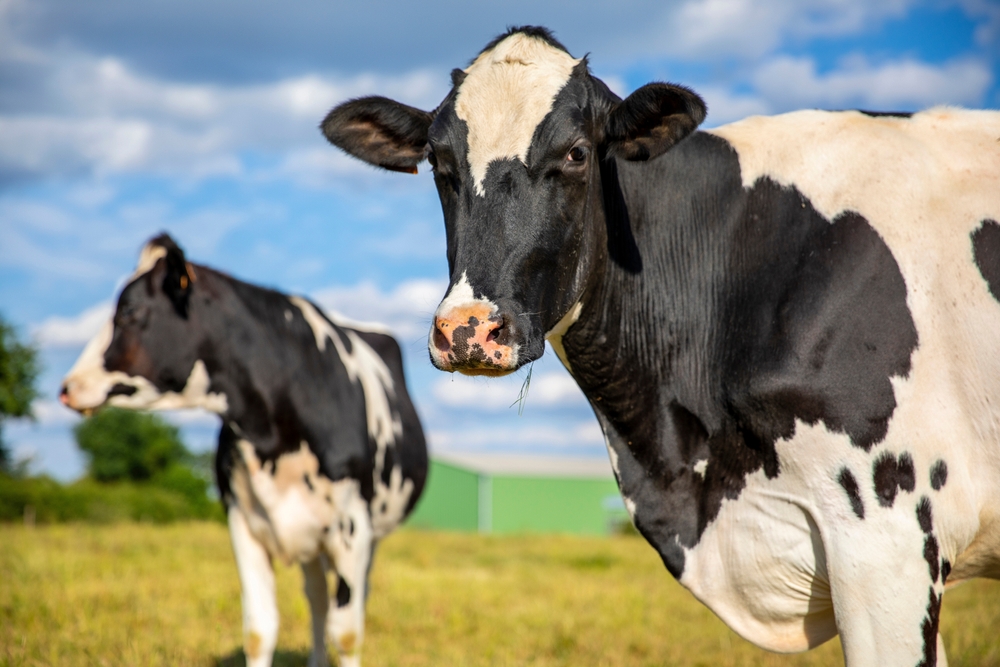 La propagación de la gripe de aves entre las vacas lecheras parece estar acelerando su ritmo