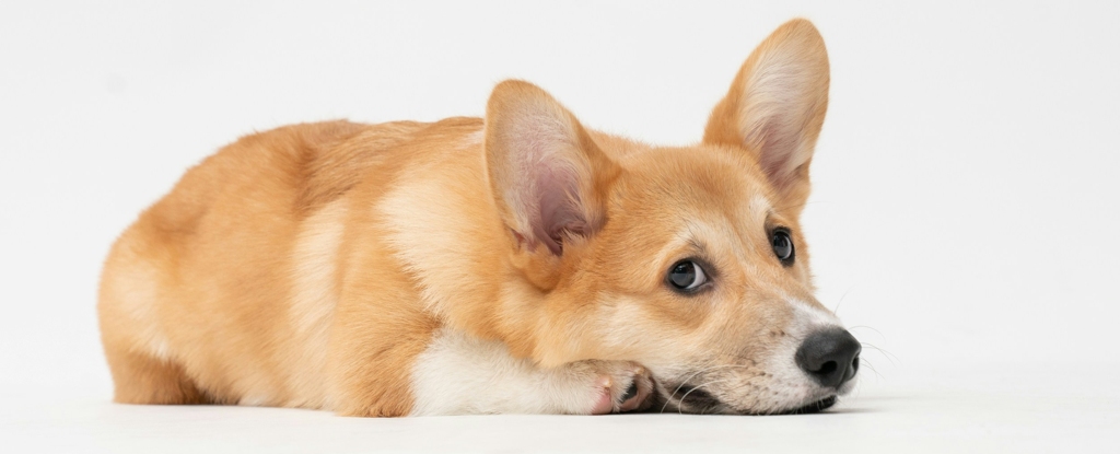 Los científicos acaban de encontrar la mejor manera de llamar la atención de su perro: Sciencealert