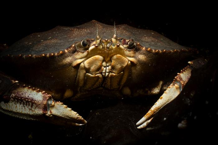 Aumentos de vulnerabilidad para cangrejos, calamares y otras especies marinas en las aguas de California