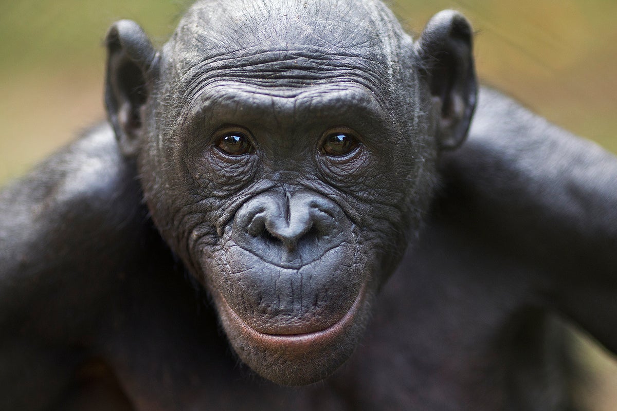 Bonobos puede decir cuándo un humano no sabe algo