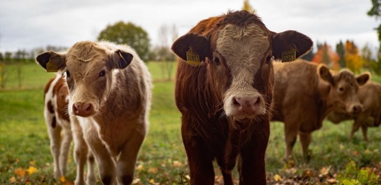 La crueldad oculta de Regenerative AG, y la solución vegana