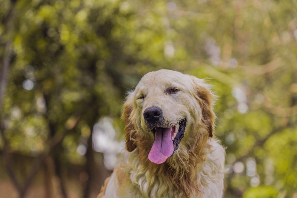 Los perros pueden imitar sin saberlo parpadear para unirse entre sí