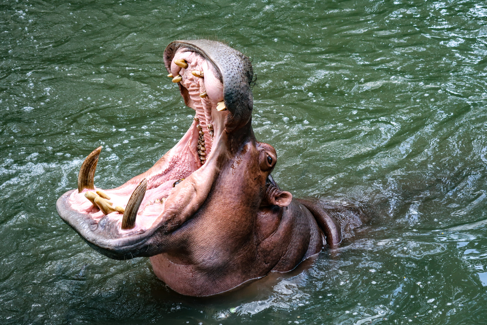 Los dientes más fuertes y extraños que se ven en el reino animal