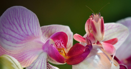 Mantis Mayhem! – zoológico de Cincinnati y jardín botánico