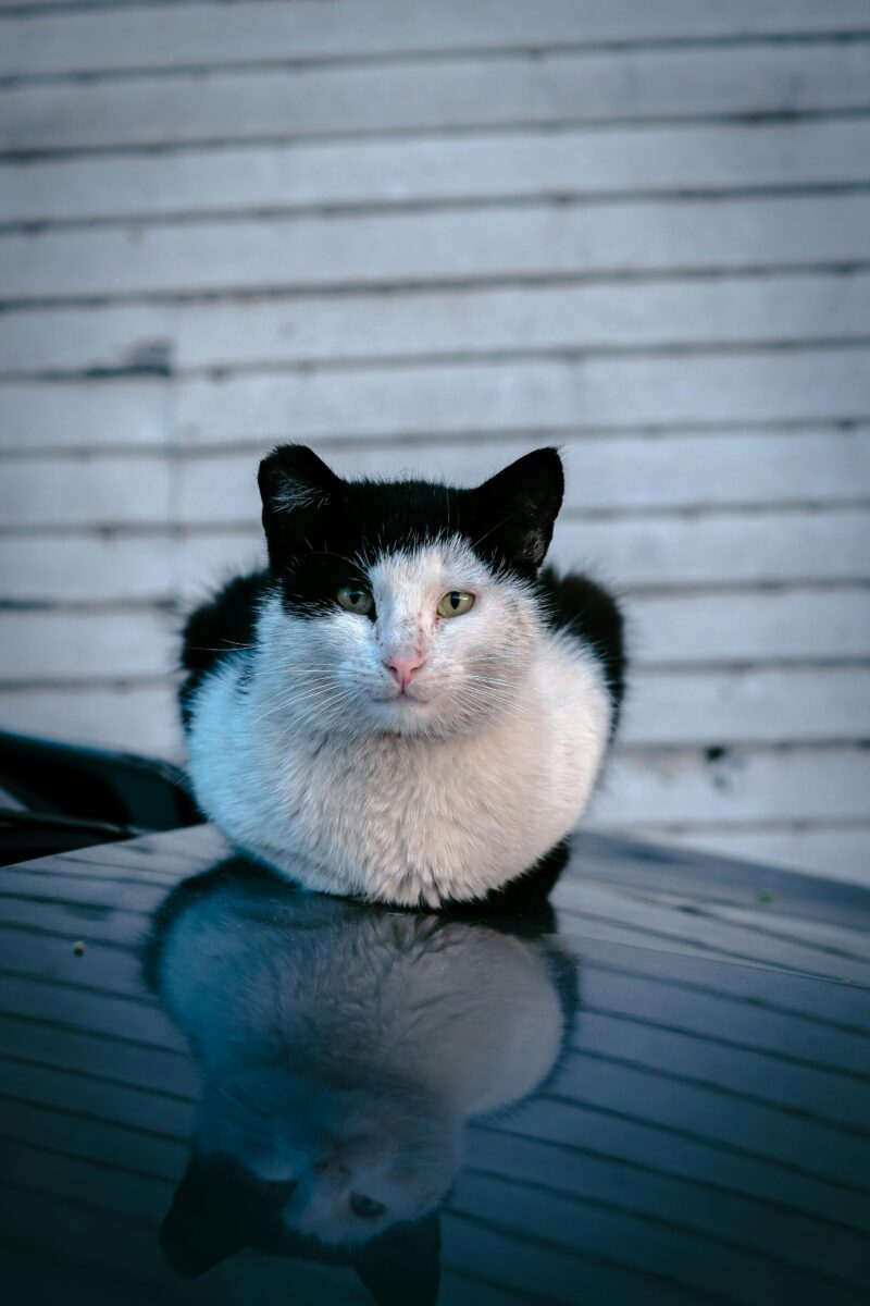 Cómo mantener a los gatos y la vida silvestre a salvo alrededor de los autos en invierno