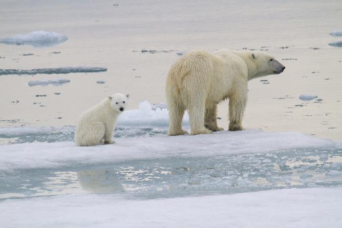 Mira esta rara imagen de cachorros de oso polar saliendo de su guarida