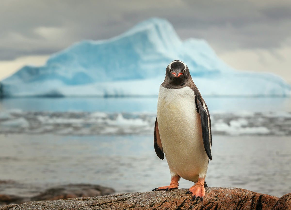 Los pingüinos ayudan a mapear la creciente amenaza de mercurio de la Antártida