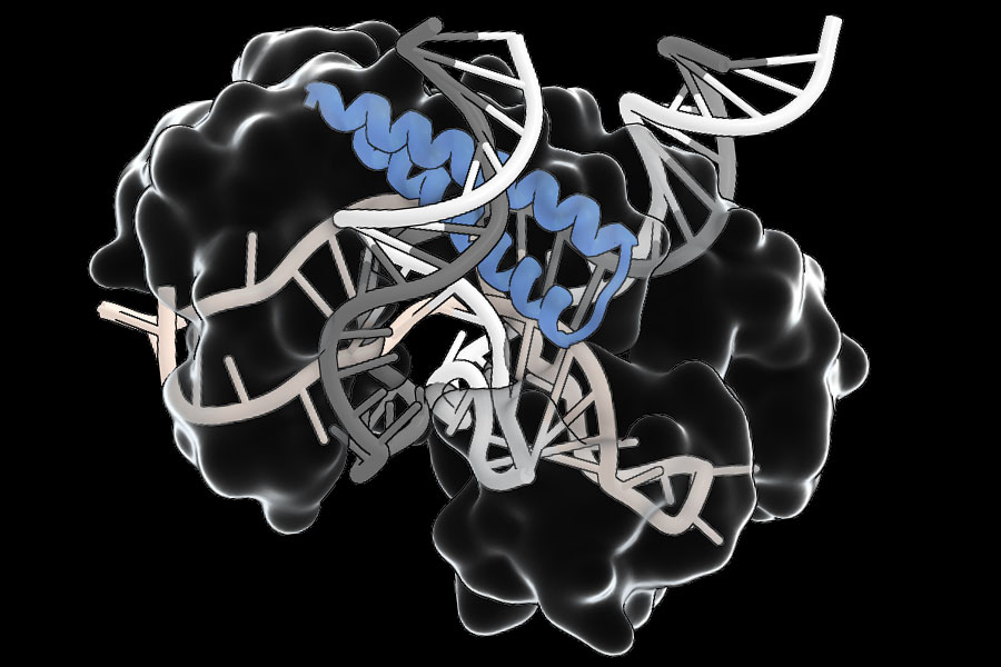 Un antiguo sistema guiado por ARN podría simplificar la entrega de terapias de edición de genes | MIT News