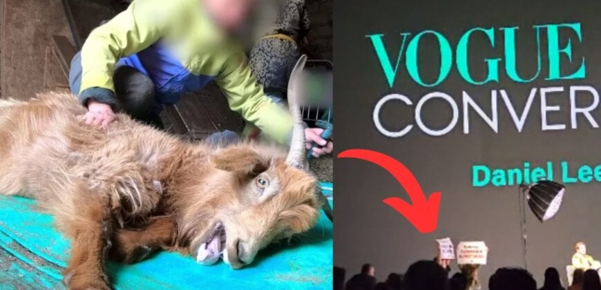 PETA llama a Daniel Lee de Burberry en el evento ‘Vogue’ sobre el uso de cruel cachemería