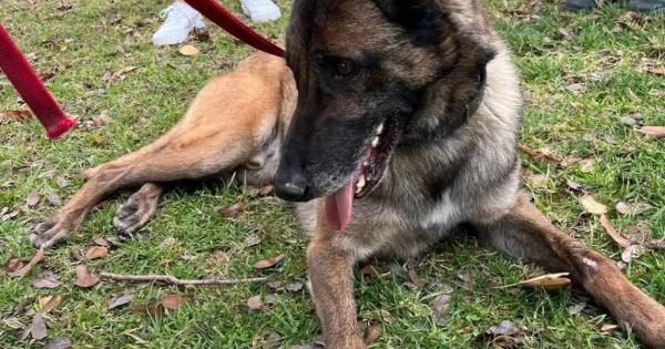 900 días en Mallorca Dog Pound y todavía buscando una casa