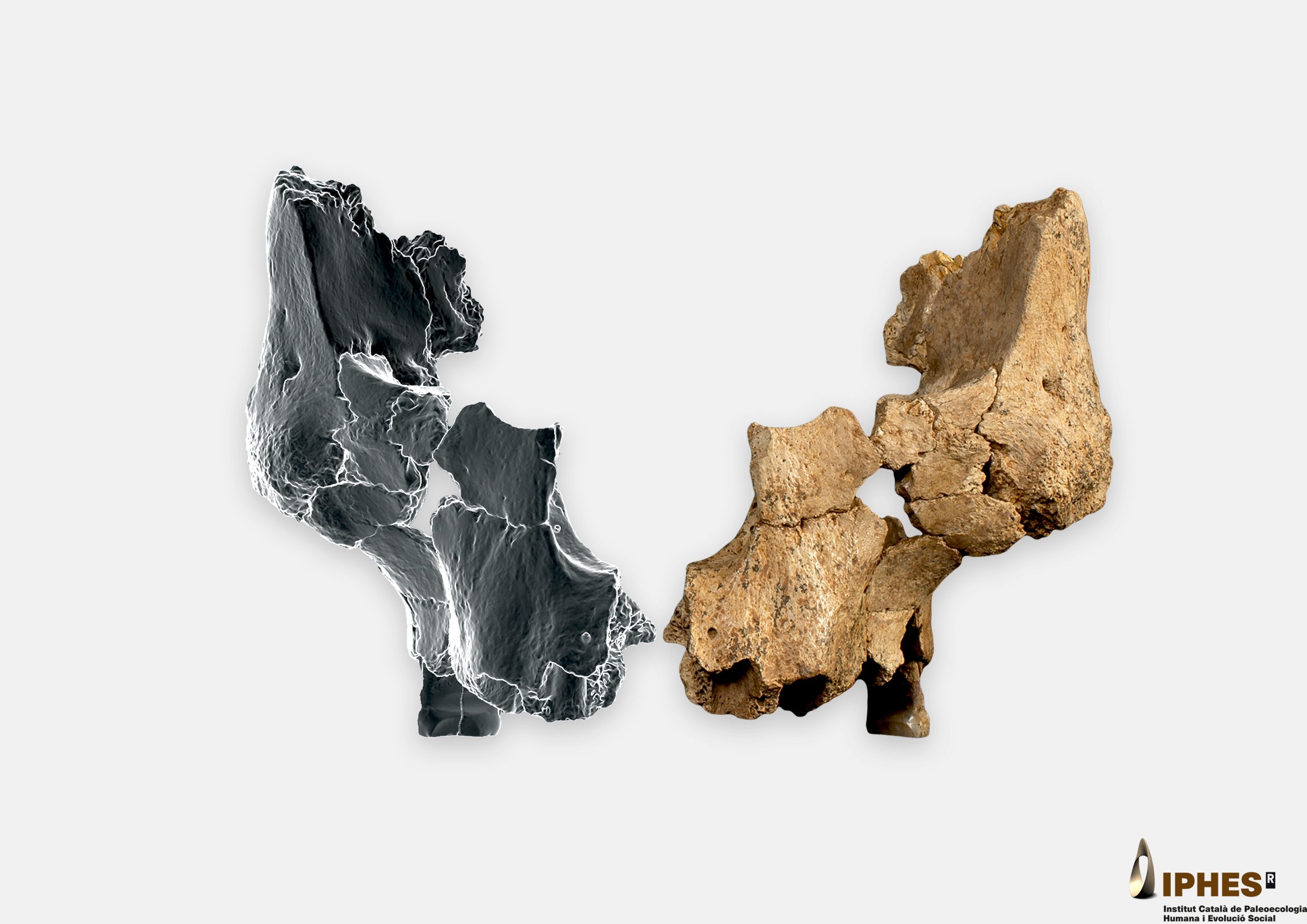 El hominino de 1,4 millones de años es la cara más antigua de Europa occidental