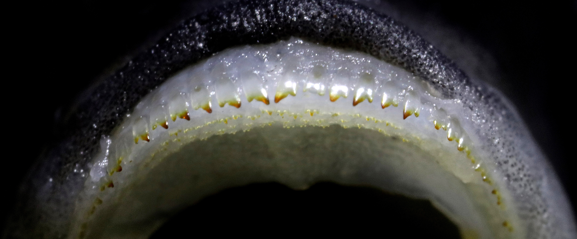 Los dientes de los peces muestran que la facilidad de la evolución es su propia ventaja evolutiva
