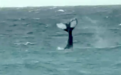 Avistamiento de ballenas en Carchuna – Costa Tropical Gazette News