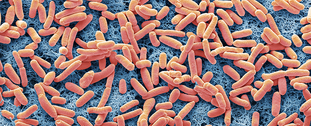 Las bacterias muertas disuelven sus propios cadáveres como un regalo de despedida para familiares: Sciencealert