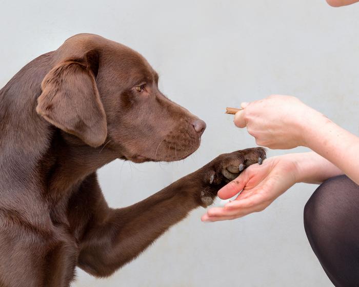 Labrador Retrievers y humanos pueden compartir el mismo gen de obesidad