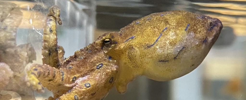 Los pulpos masculinos aturse a las hembras con veneno para sobrevivir al apareamiento, el estudio encuentra: Sciencealert