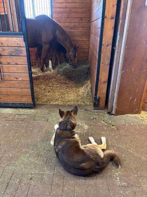 Amistades inesperadas: el viaje de Bailey de Stray a Amado Farm Companion