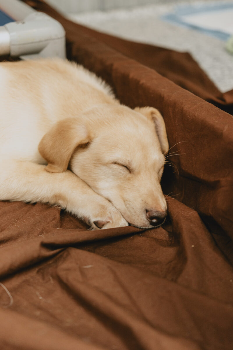 Cuidando un animal ciego: lo que debes saber