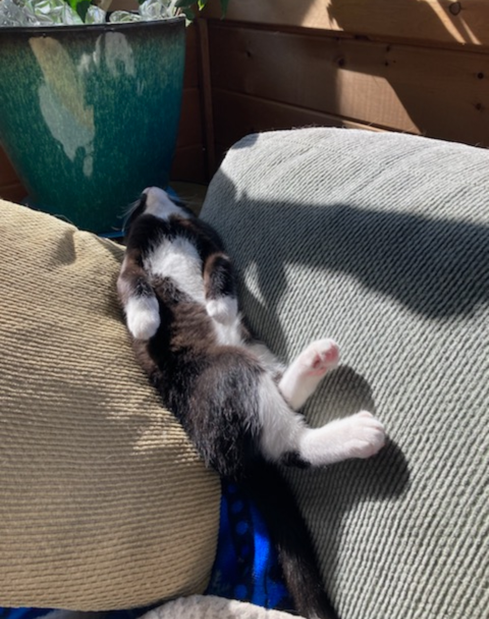 ¡Los 3 mejores consejos de ahorro para la luz del día, necesita saber como padre de mascota!