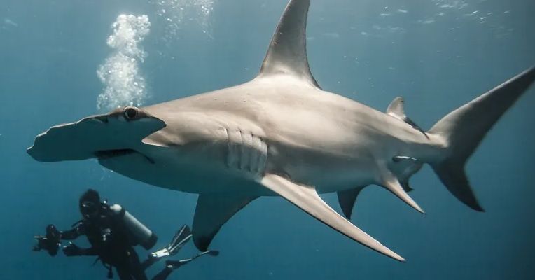 La búsqueda de un fotógrafo para redefinir el tiburón