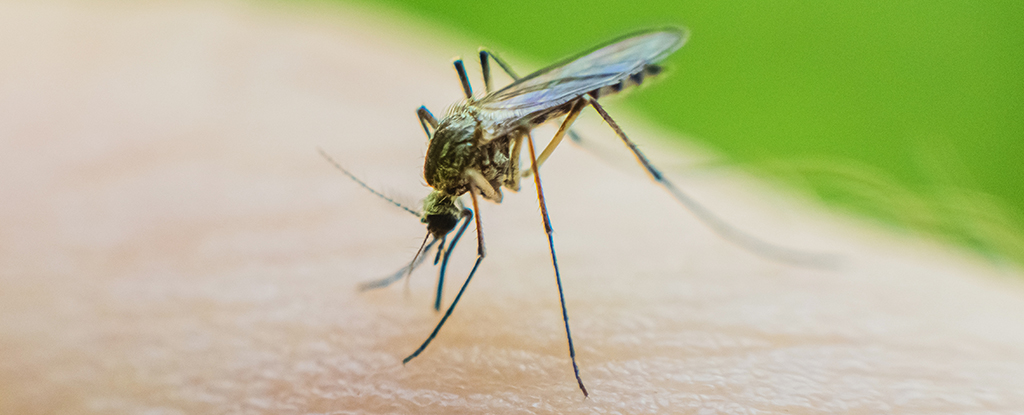 La droga para enfermedades raras convierte la sangre humana en veneno de mosquitos: ciencias