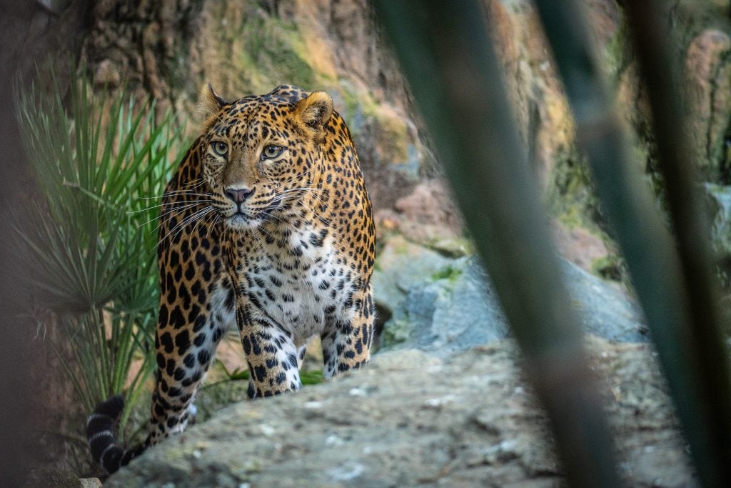 ¿Quieres comprar un leopardo?: La policía española rescate a los animales exóticos que se ponen a la venta en el mercado negro