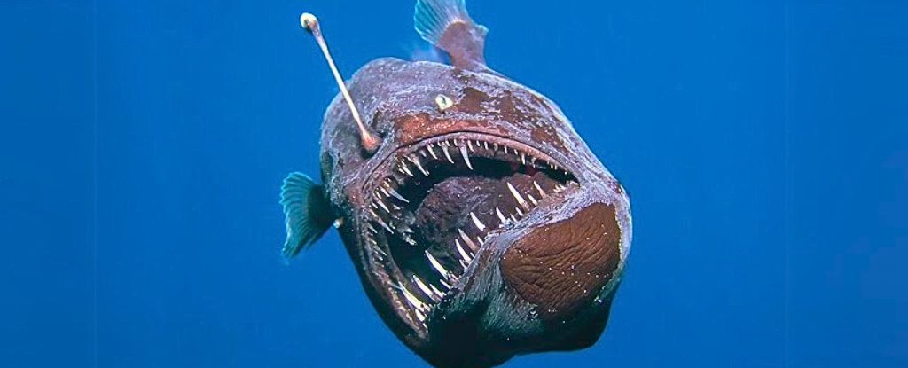 Este misterioso pez se convirtió en un fenómeno viral. He aquí por qué. : Sciencealert