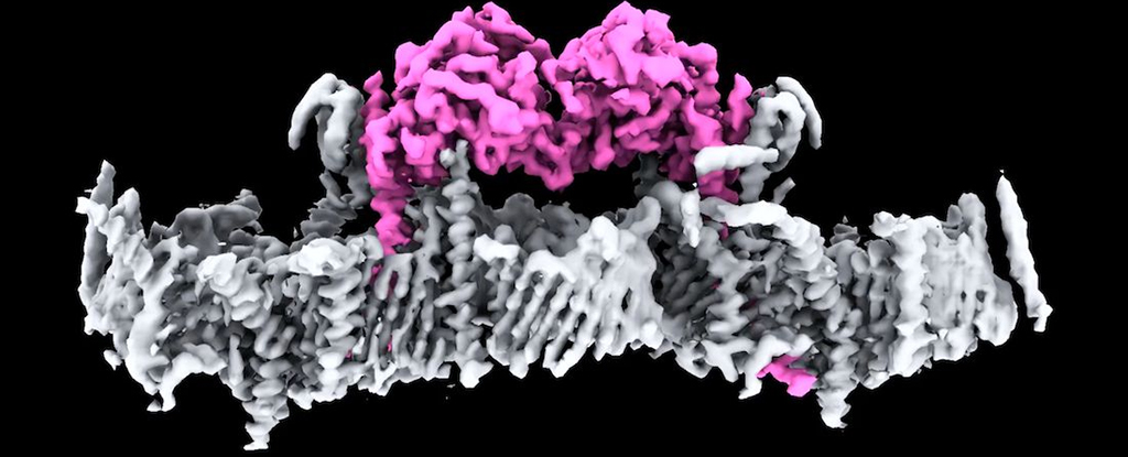 La estructura de proteínas y el mal funcionamiento de Key Parkinson revelan por primera vez: Sciencealert