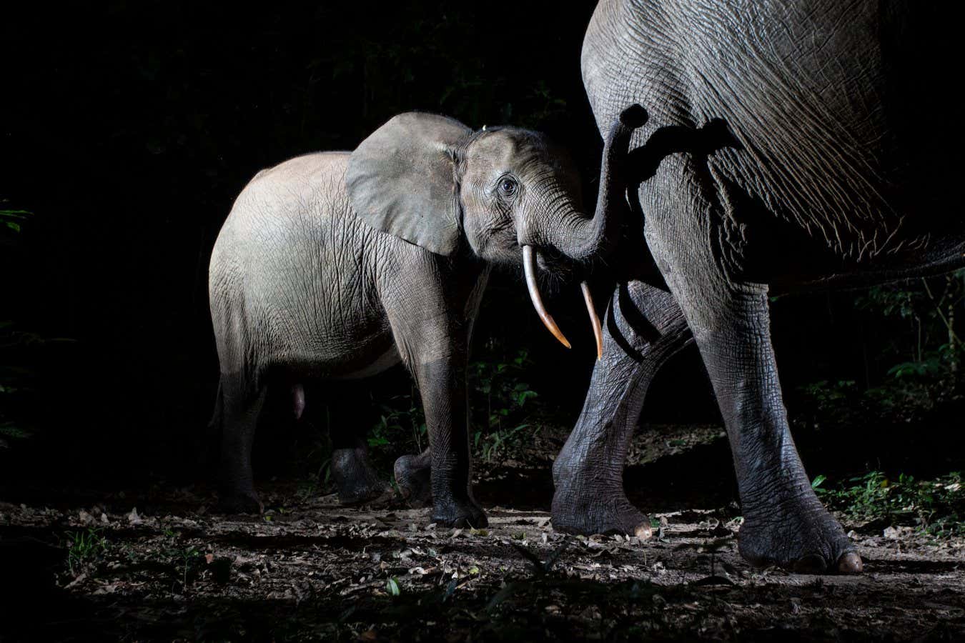 La trampa de la cámara muestra la madre y la pantorrilla en peligro de extinción en movimiento