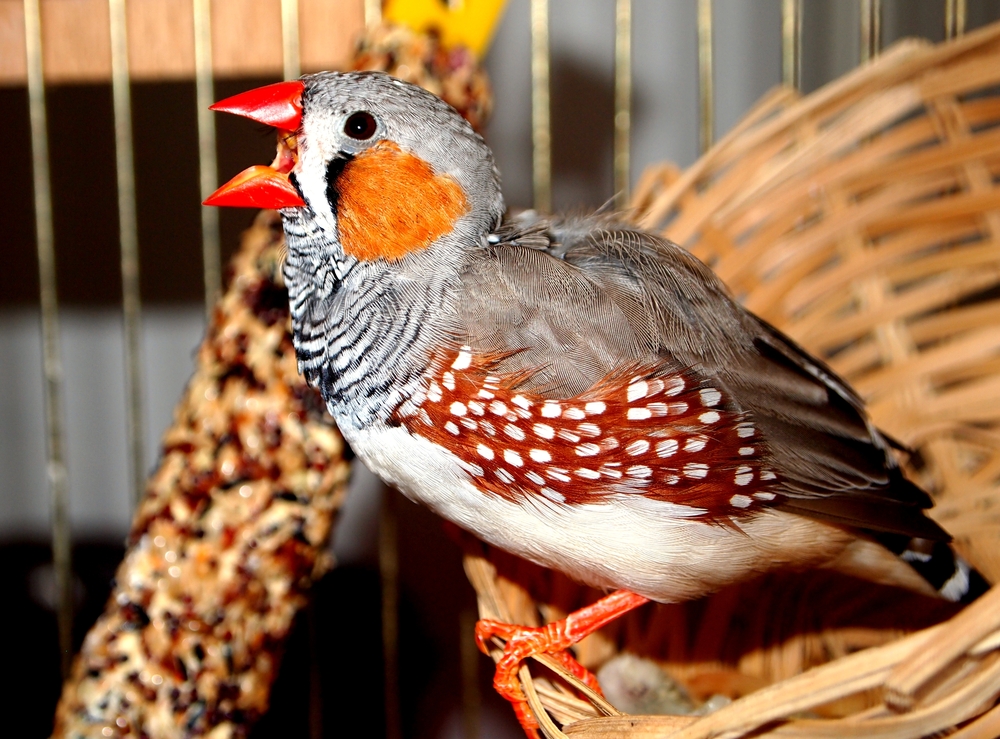 Lo que los cerebros de las aves pueden enseñarnos sobre aprender una nueva habilidad