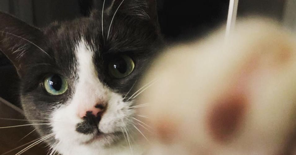 Cómo proteger a sus gatos (y pollos de patio trasero) de la gripe aviar