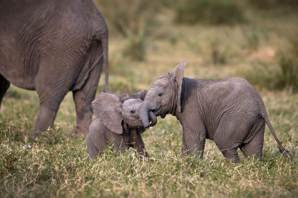 5 de los períodos de gestación más largos en el reino animal